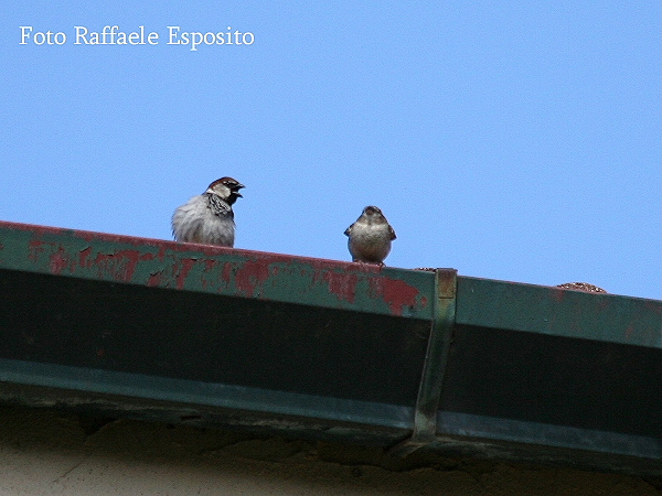 Sequenza di un accoppiamento